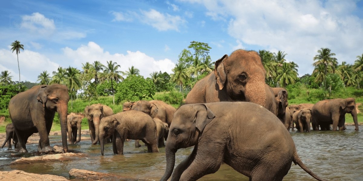 Elephant Orphanage